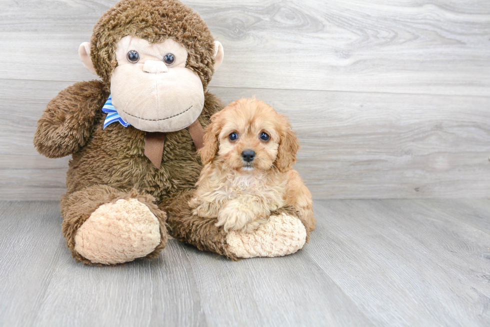 Cavapoo Pup Being Cute