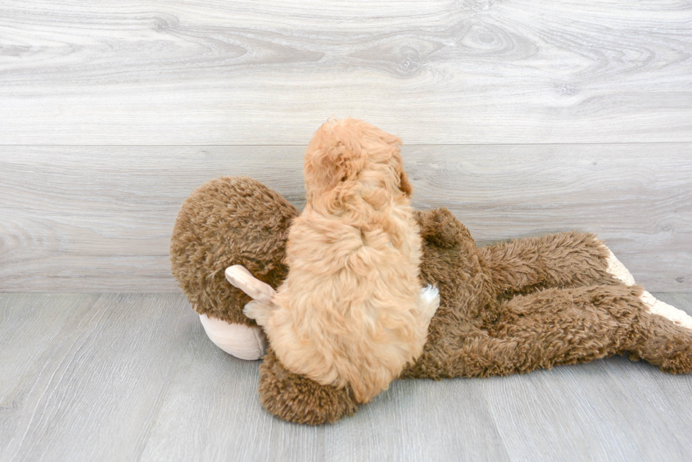 Cavapoo Pup Being Cute