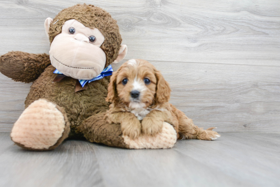 Sweet Cavapoo Baby