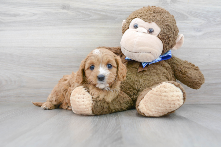 Sweet Cavapoo Baby