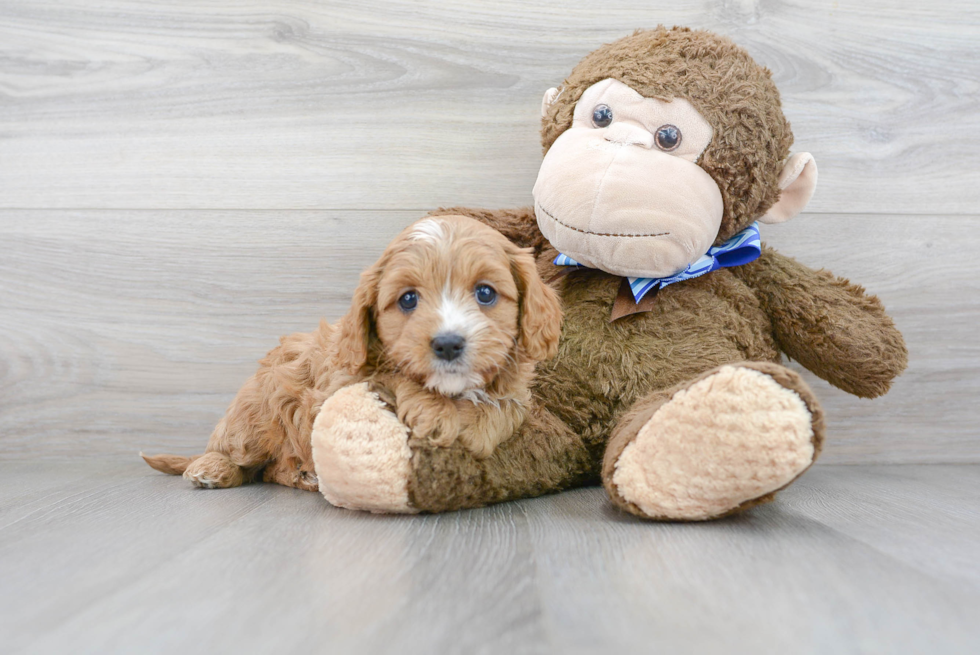 Sweet Cavapoo Baby