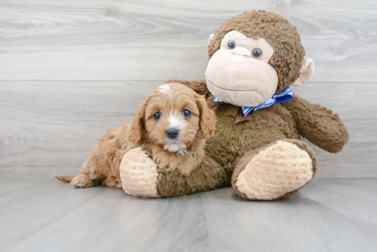 Sweet Cavapoo Baby