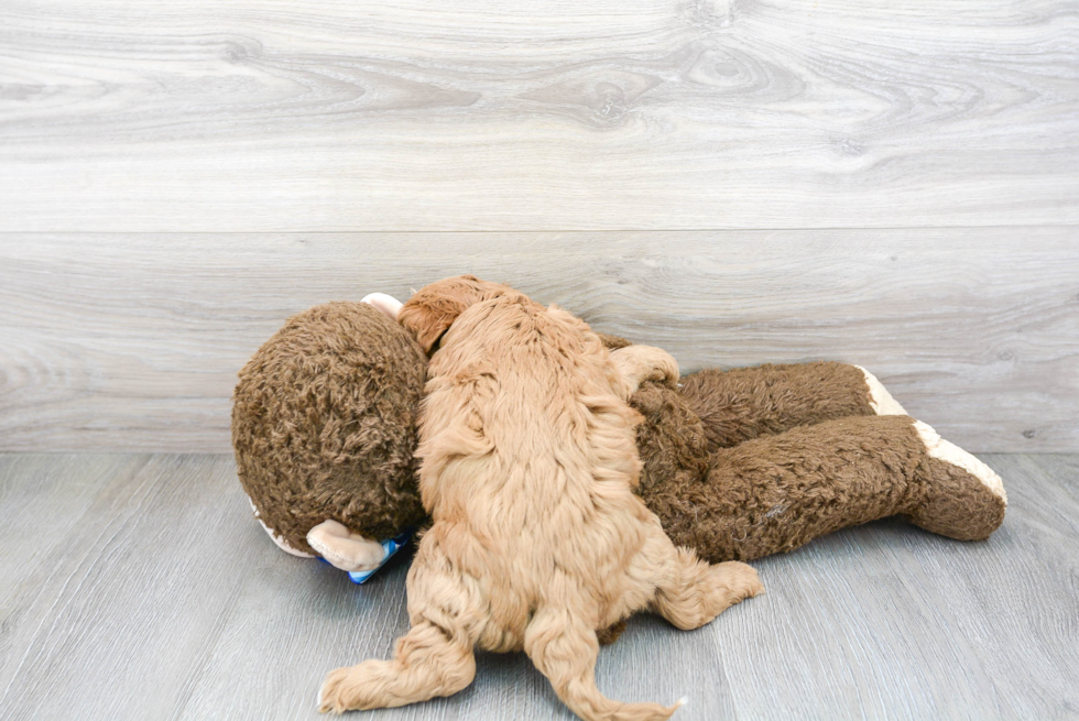 Cavapoo Pup Being Cute