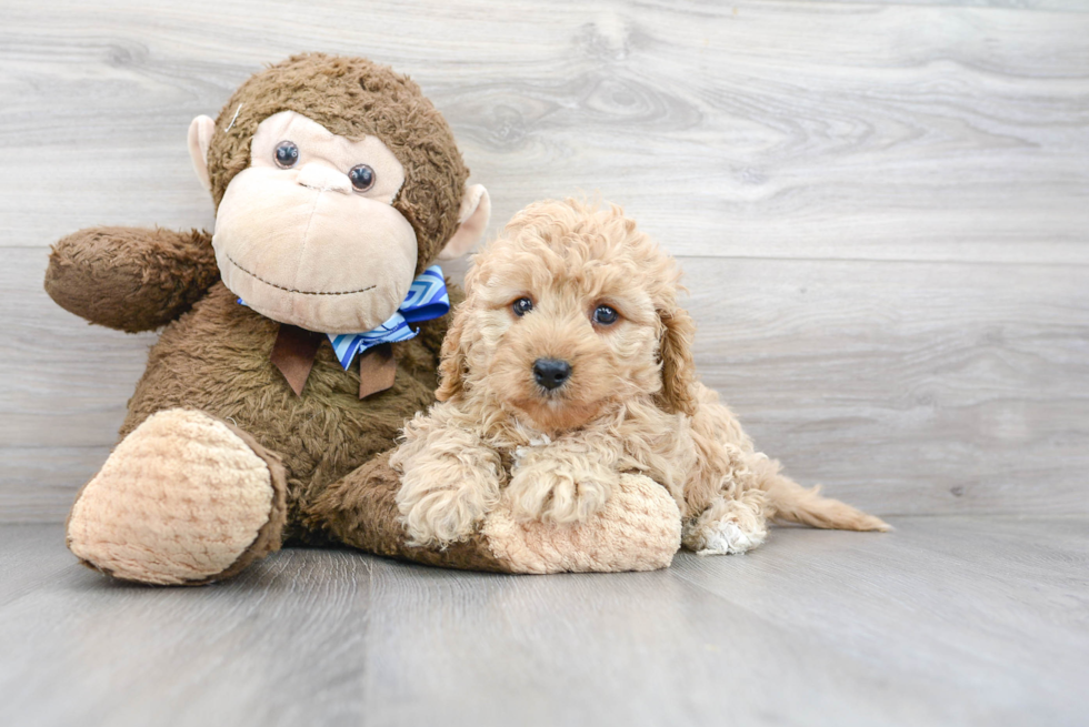 Cavapoo Pup Being Cute