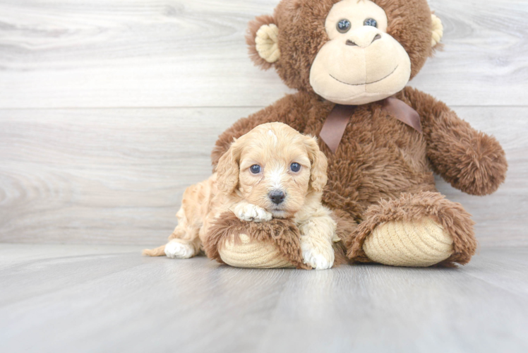 Popular Cavapoo Poodle Mix Pup