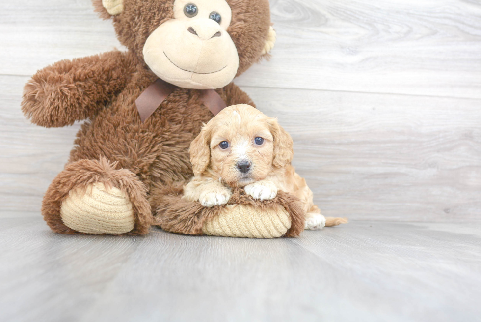 Sweet Cavapoo Baby