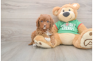 Cavapoo Puppy for Adoption