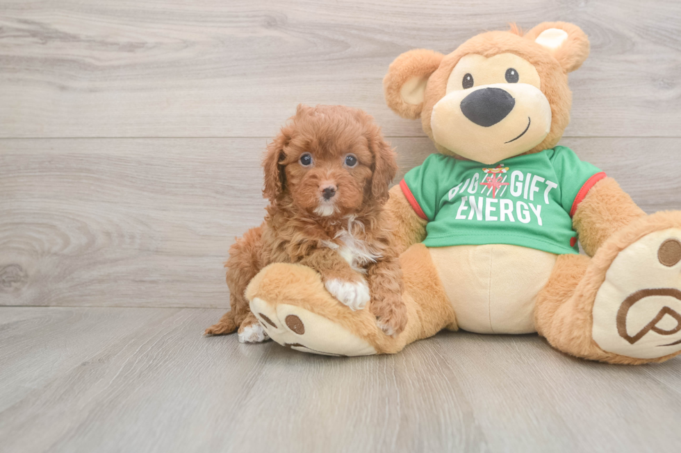 Cavapoo Puppy for Adoption