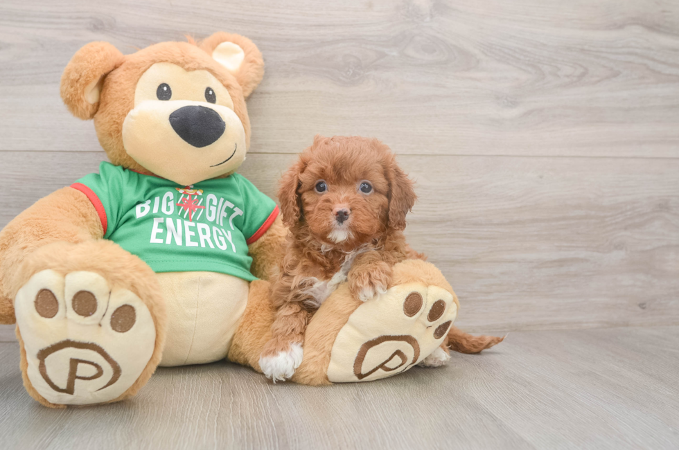 5 week old Cavapoo Puppy For Sale - Premier Pups