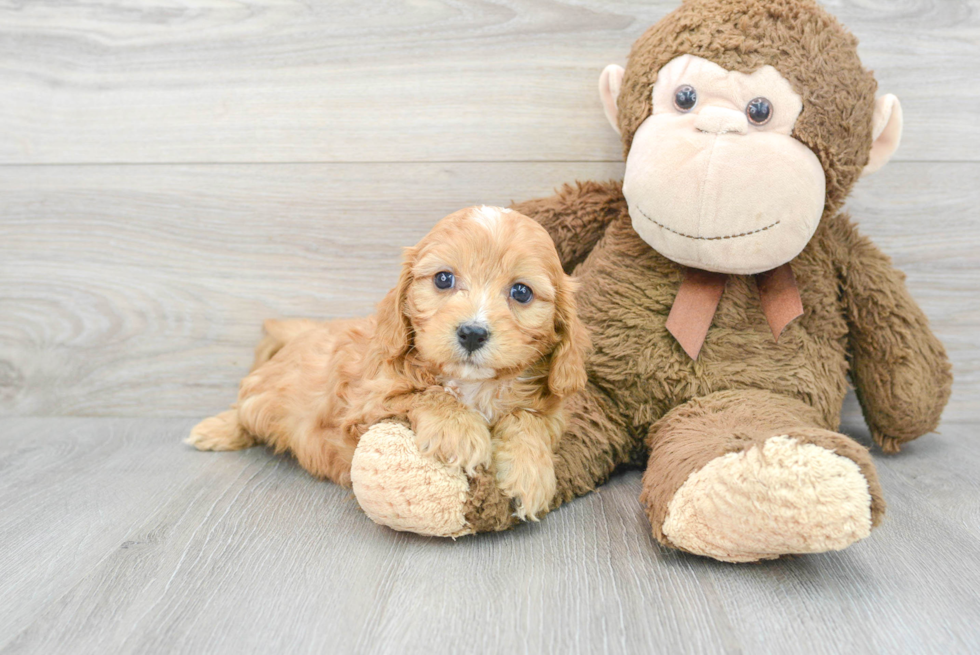 Energetic Cavoodle Poodle Mix Puppy