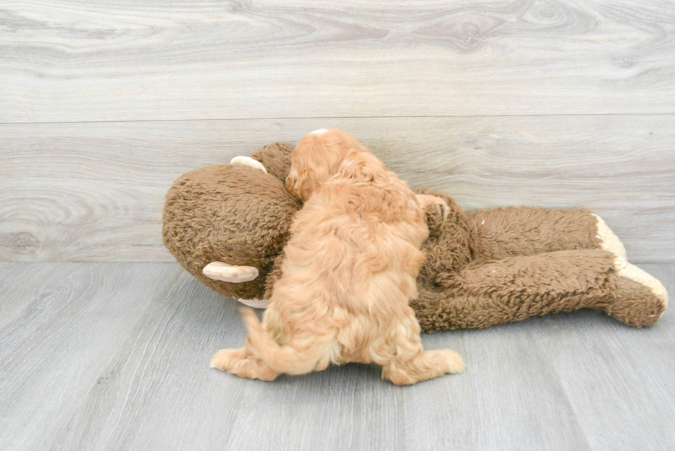 Funny Cavapoo Poodle Mix Pup