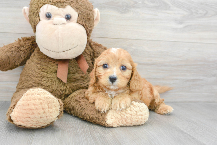 Cavapoo Puppy for Adoption