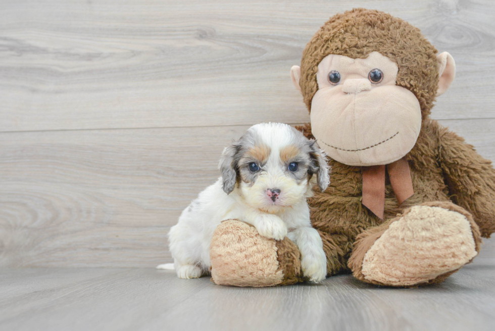 Friendly Cavapoo Baby