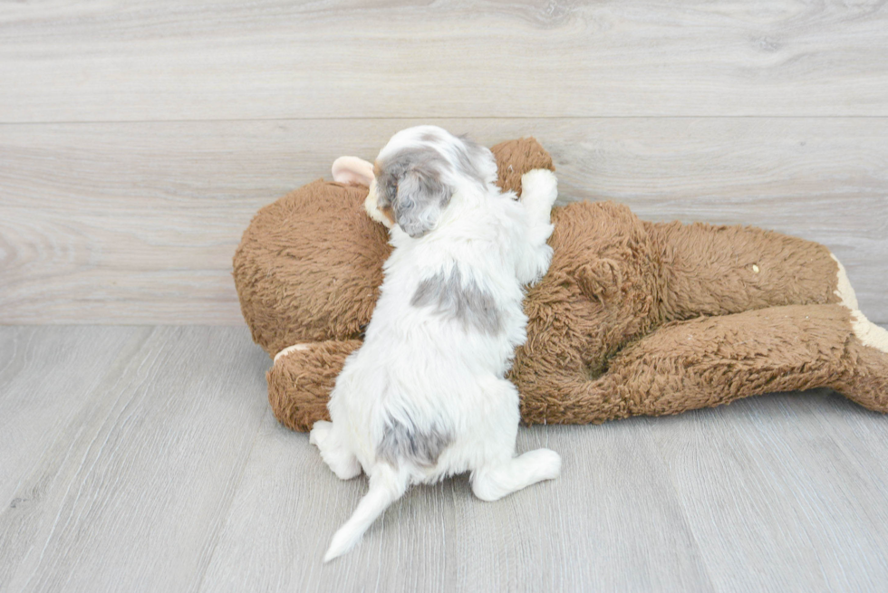 Fluffy Cavapoo Poodle Mix Pup