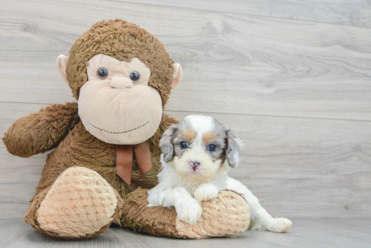 Adorable Cavoodle Poodle Mix Puppy