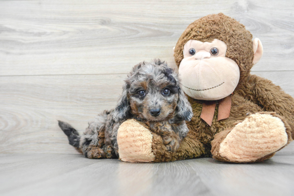 Energetic Cavoodle Poodle Mix Puppy