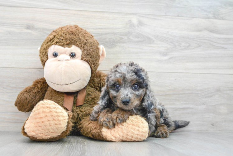 Best Cavapoo Baby