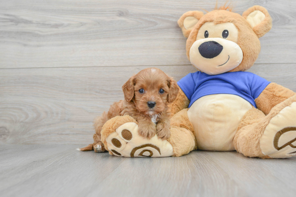 Little Cavoodle Poodle Mix Puppy