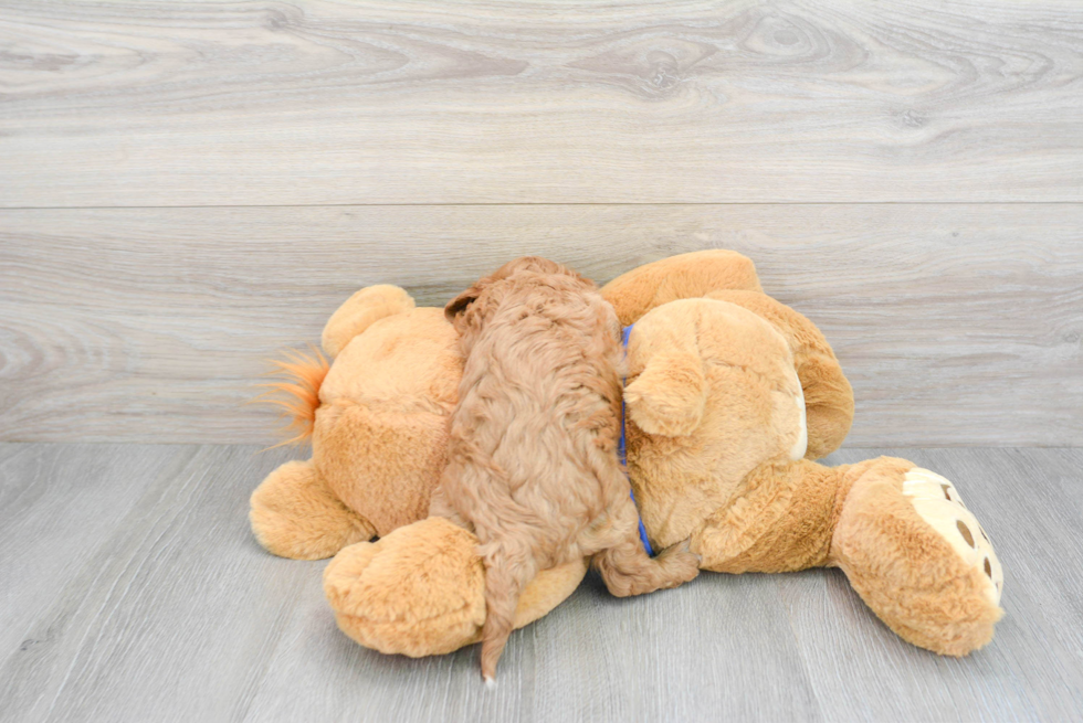 Cavapoo Pup Being Cute