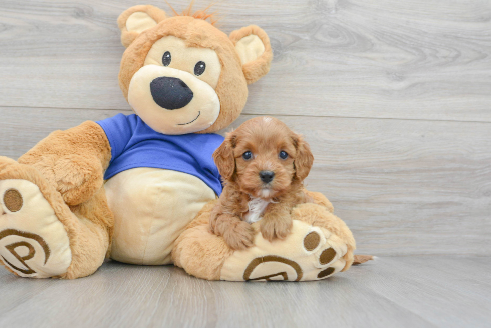 Cavapoo Puppy for Adoption