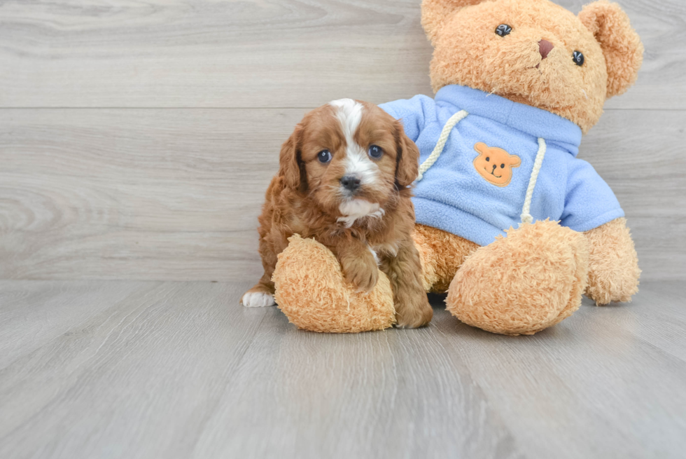 Cavapoo Pup Being Cute