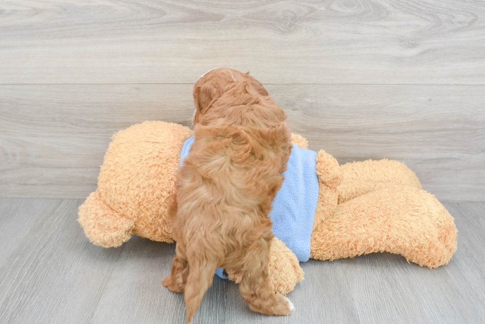 Happy Cavapoo Baby