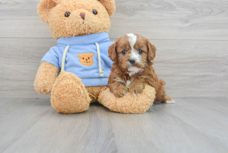 Cavapoo Puppy for Adoption