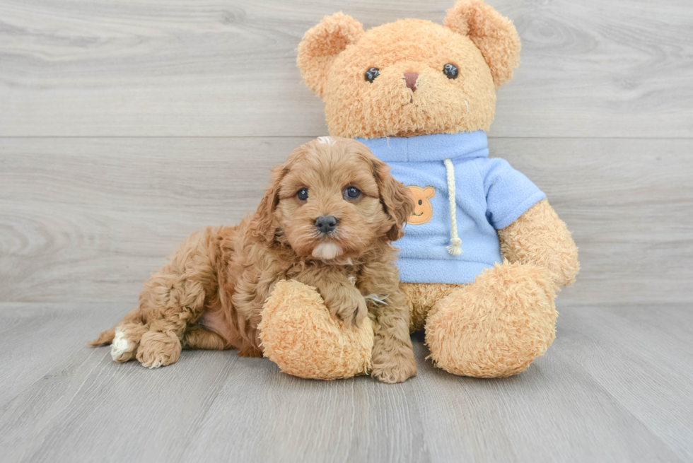 Adorable Cavapoo Winnie: 5lb 5oz Doodle Puppy