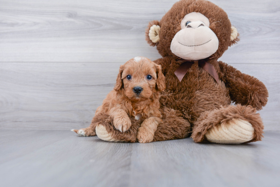 Cavapoo Pup Being Cute