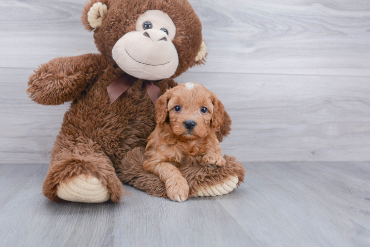 Energetic Cavoodle Poodle Mix Puppy