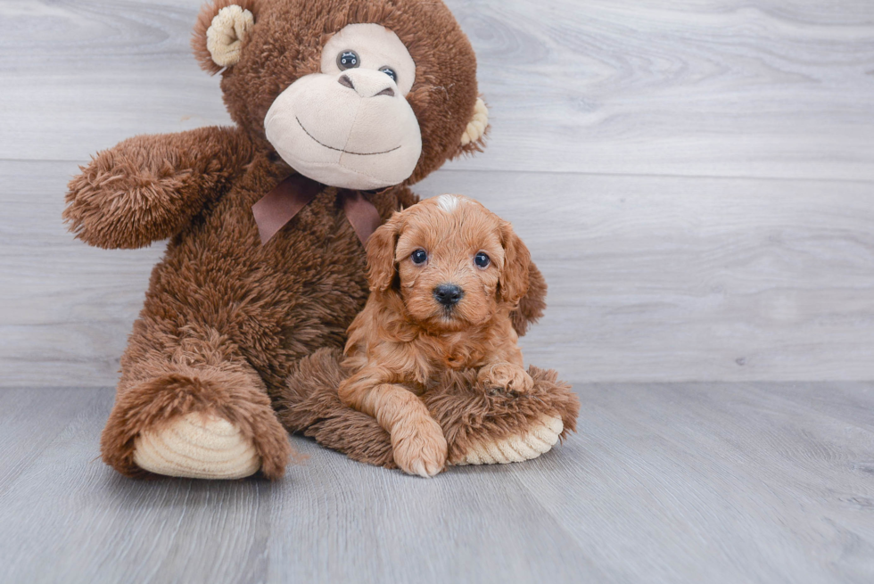 Energetic Cavoodle Poodle Mix Puppy