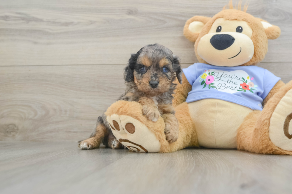 5 week old Cavapoo Puppy For Sale - Premier Pups