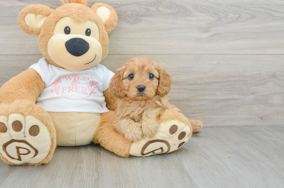 5 week old Cavapoo Puppy For Sale - Premier Pups