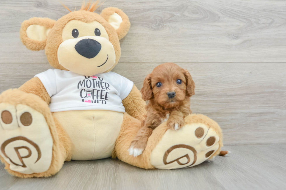 Cavapoo Pup Being Cute