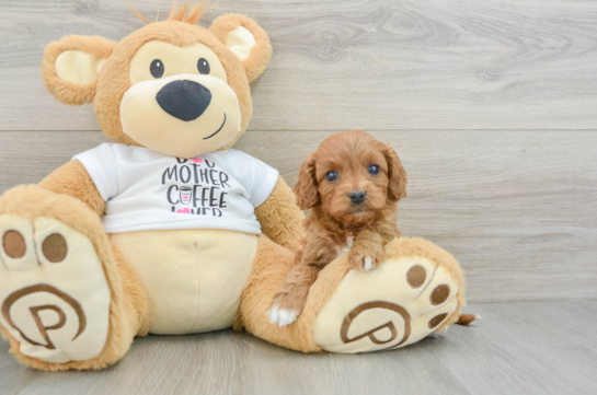 Cavapoo Pup Being Cute