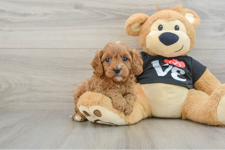 Cavapoo Puppy for Adoption
