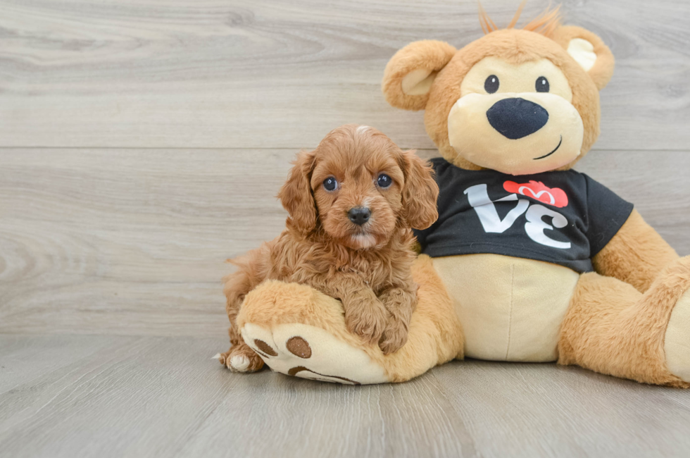 5 week old Cavapoo Puppy For Sale - Premier Pups