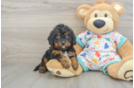 Cavapoo Puppy for Adoption