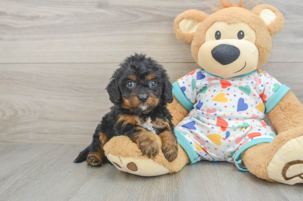 6 week old Cavapoo Puppy For Sale - Premier Pups
