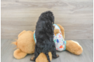 Best Cavapoo Baby
