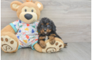 Cavapoo Puppy for Adoption