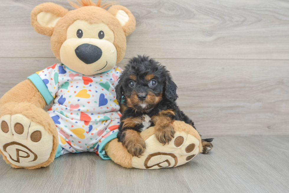 Cavapoo Puppy for Adoption