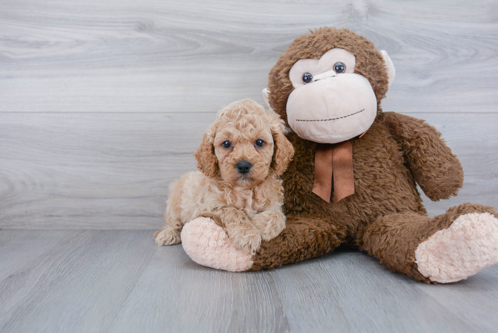 Small Cavapoo Baby