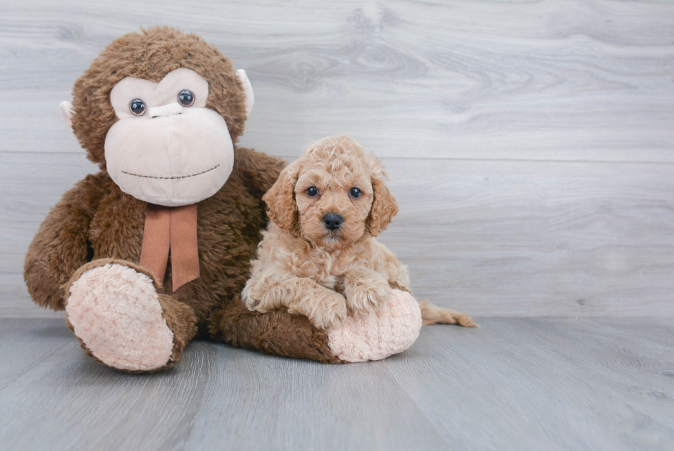 Cavapoo Puppy for Adoption