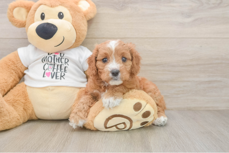 Cavapoo Puppy for Adoption