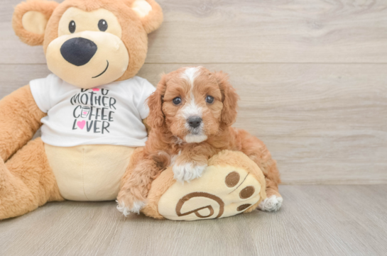 Cavapoo Puppy for Adoption
