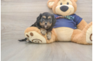 Cavapoo Pup Being Cute