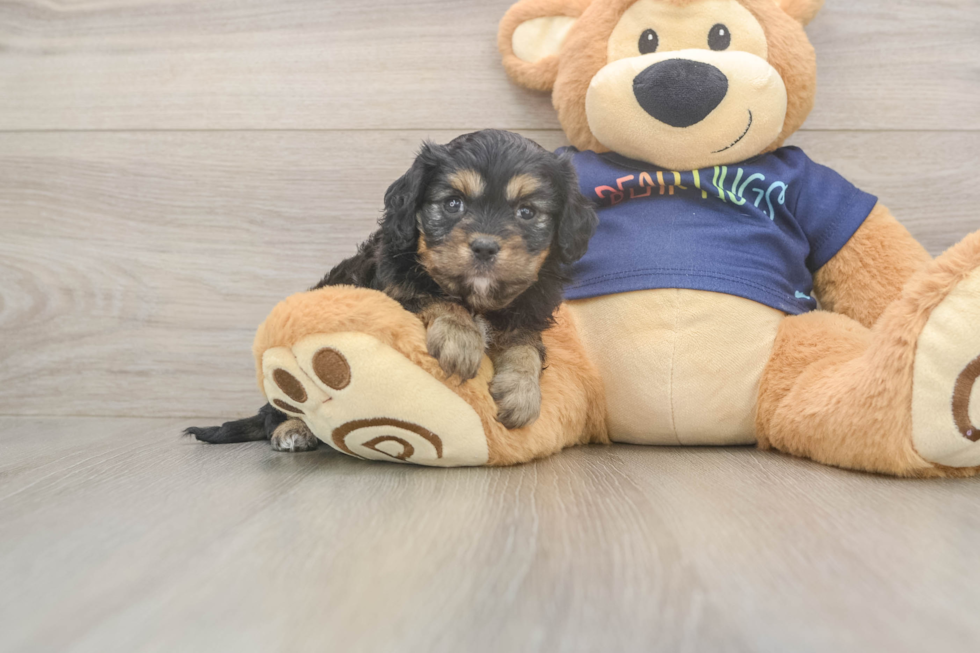 Cavapoo Pup Being Cute