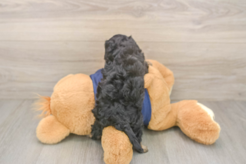 Cavapoo Pup Being Cute