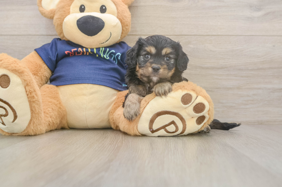 5 week old Cavapoo Puppy For Sale - Premier Pups